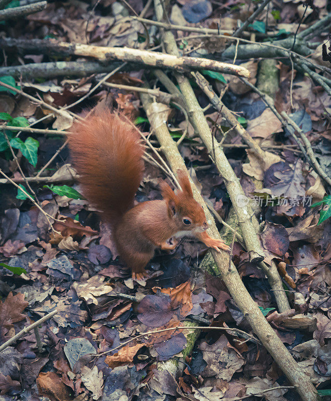 红松鼠(Sciurus vulgaris)